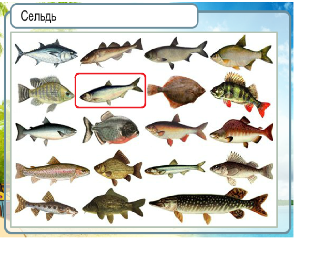 Речные рыбы названия и фото. Речные рыбы названия. Рыба на букву х. Картинки речных рыб. Название домашних рыб.