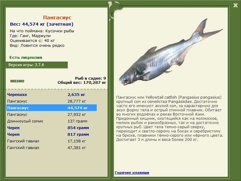 Где какая рыба. Русская рыбалка рыбы. Пангасиус ганг русская рыбалка. Пангасиус вес. Пангасиус жирная рыба.