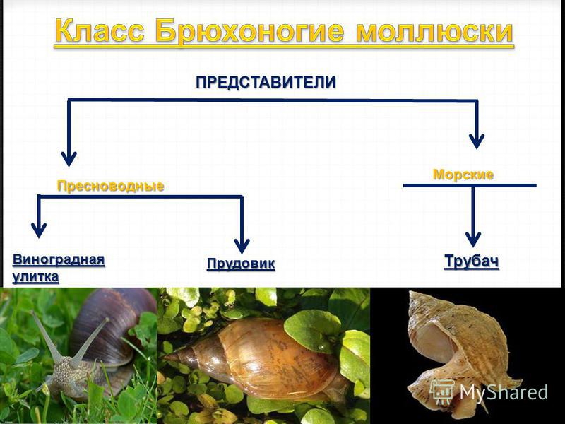 Брюхоногие классы животных. Брюхоногие моллюски представители. Представители класса брюхоногих моллюсков. Представители класса брюхоногие моллюски 7 класс. Представители класса брюхоношиемоллюски.