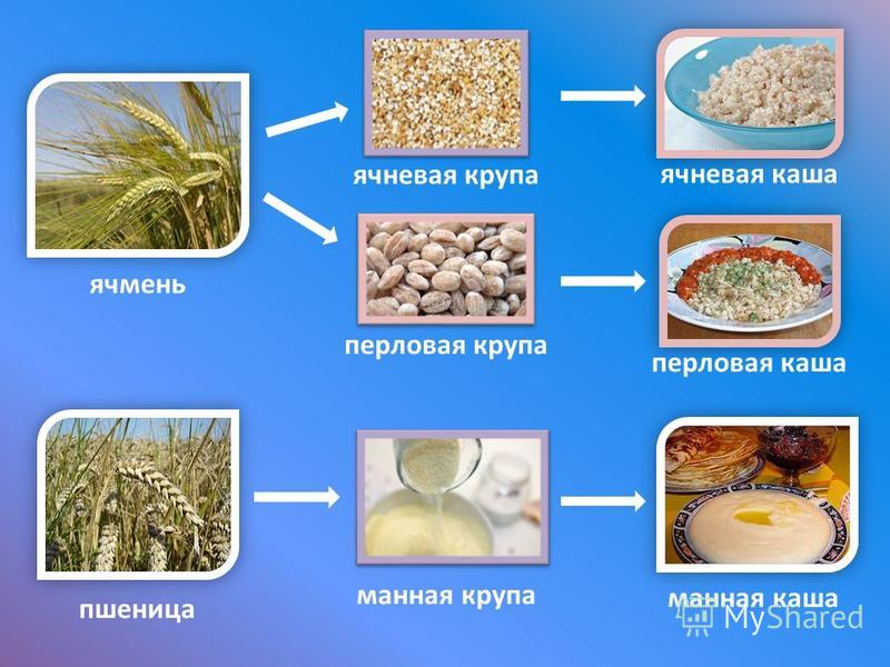 Ячневая и пшеничная крупа чем отличаются