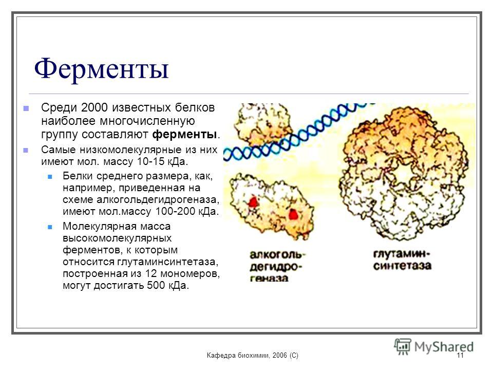 Ферменты белков. Низкомолекулярный белок. Низкомолекулярные и высокомолекулярные белки. Белки низкомолекулярные соединения. Низкомолекулярные белки примеры.