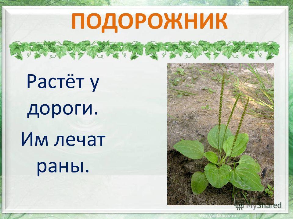 Подорожник разбор. Подорожник презентация для детей. Подорожник однолетнее или многолетнее. Подорожник презентация 2 класс. Презентация про подорожник 3 класс.