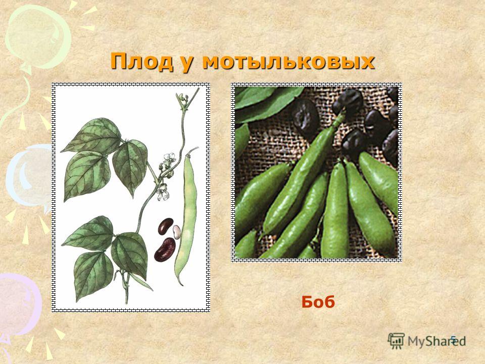 У какого растения образуется плод боб