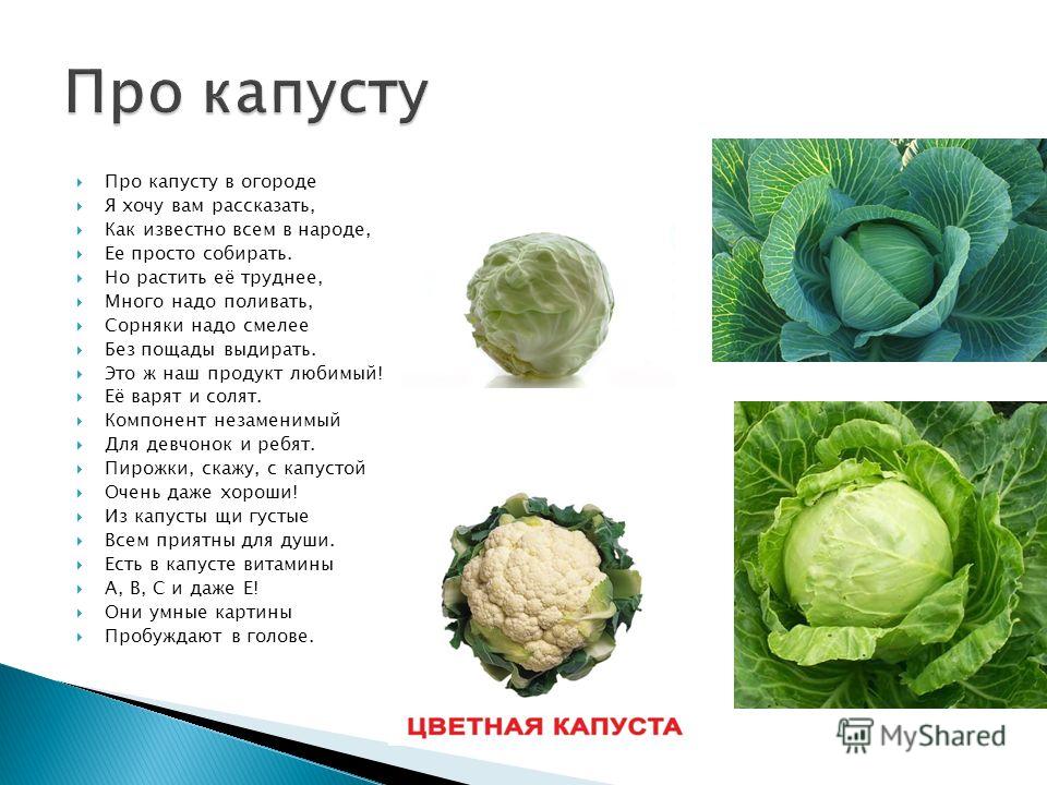 Сколько надо капусты. Стих про капусту. Стих про капусту для детей. Коротенький стишок про капусту. Стихи про капусту смешные.