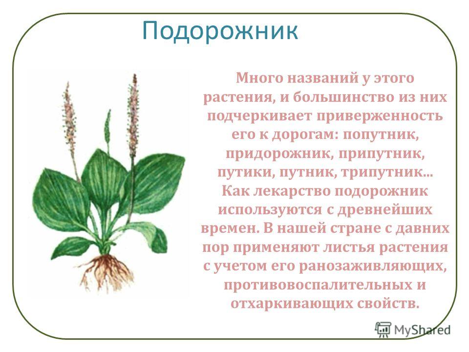 Подорожник оптинский. Подорожник. Подорожник лекарственное растение. Строение подорожника. Стебель подорожника.