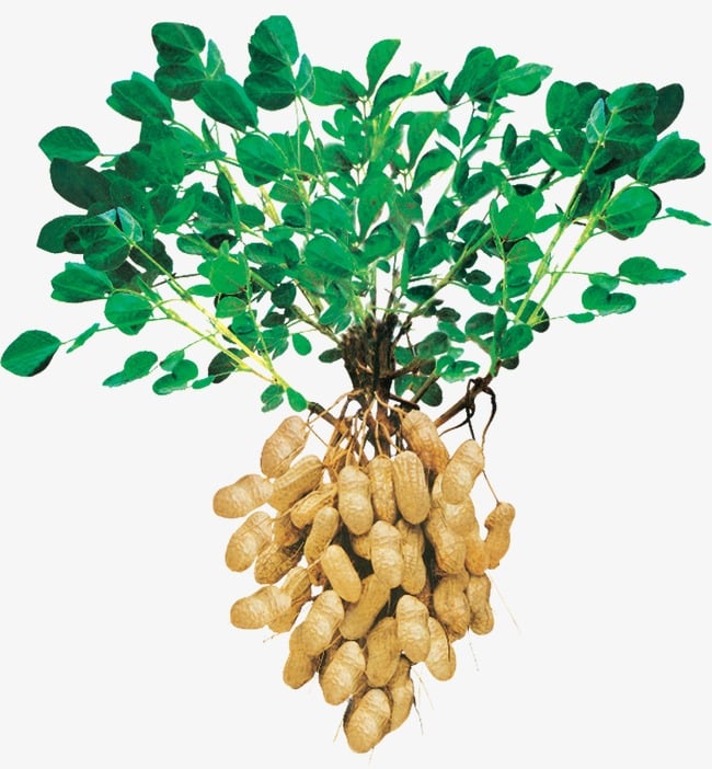 Как растет арахис