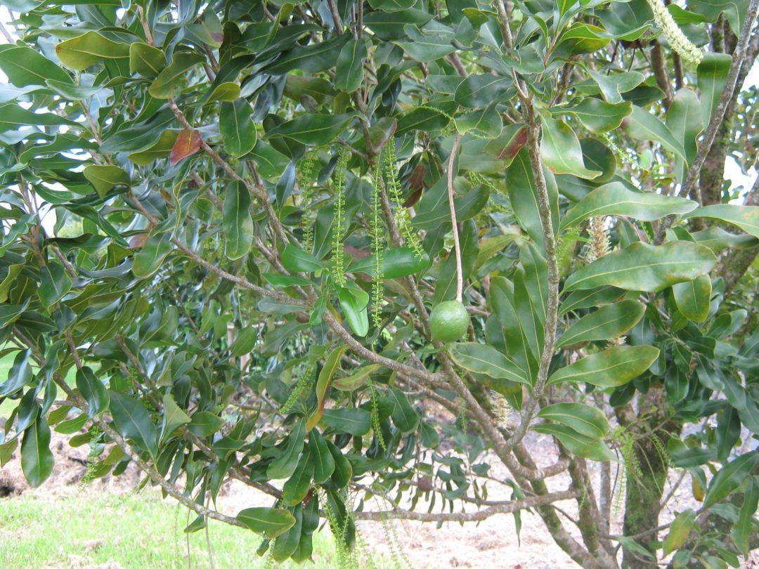 Как выглядит дерево макадамия