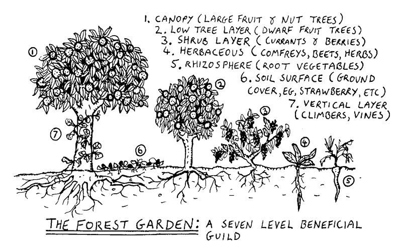 The forest garden, or "food forest", is the ultimate example of companion planting