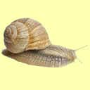 Snail information