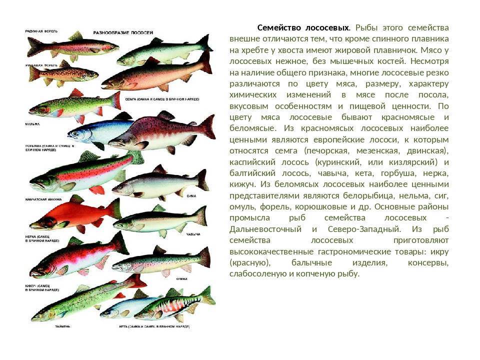 Лососевые рыбы по ценности. Название рыбы семейства горбуша. Промысловая рыба семейства лососевых. Таблица нереста лососевых рыб. Горбуша рыба семейства лососевых.