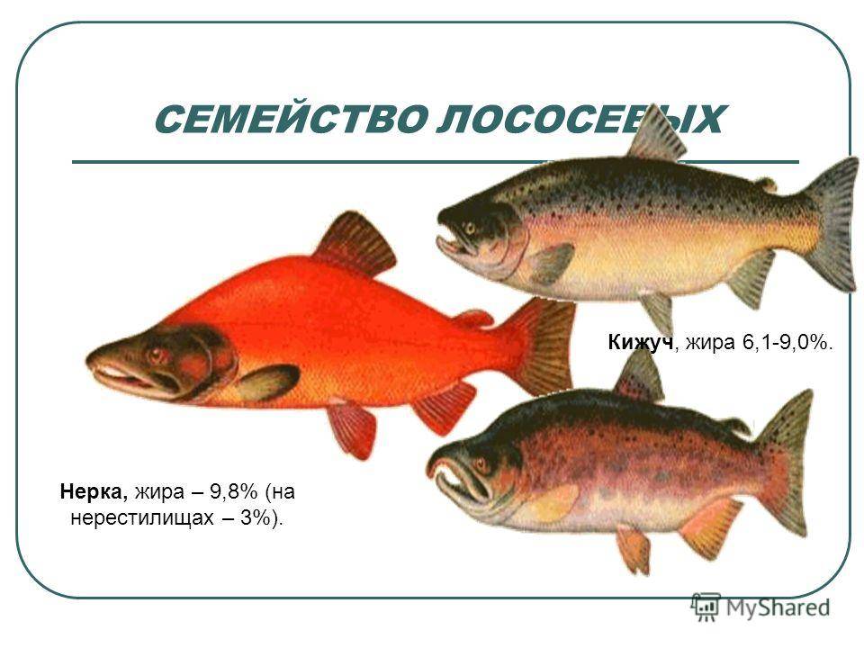 Красная рыба виды и названия. Рыбы лососевых пород. Лососёвые (семейство). Лосось виды рыб. Семейство лососевых рыб список.