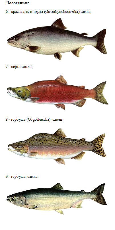 Красная рыба названия. Семейство лососевых рыб кета. Лососёвые породы рыб перечень. Форель кижуч кета различия. Рыба семейства лососевых кижуч.