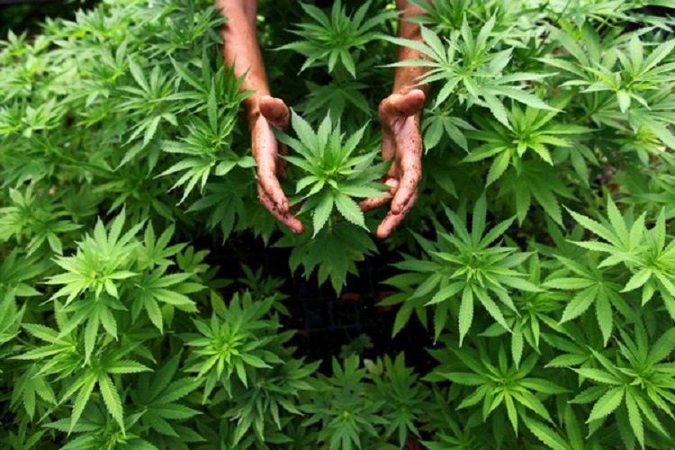 Легализация марихуаны. За и против