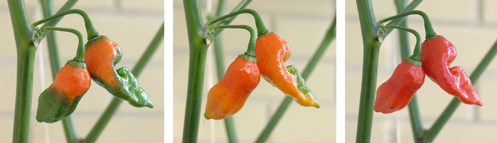   Перец Trinidad Scorpion