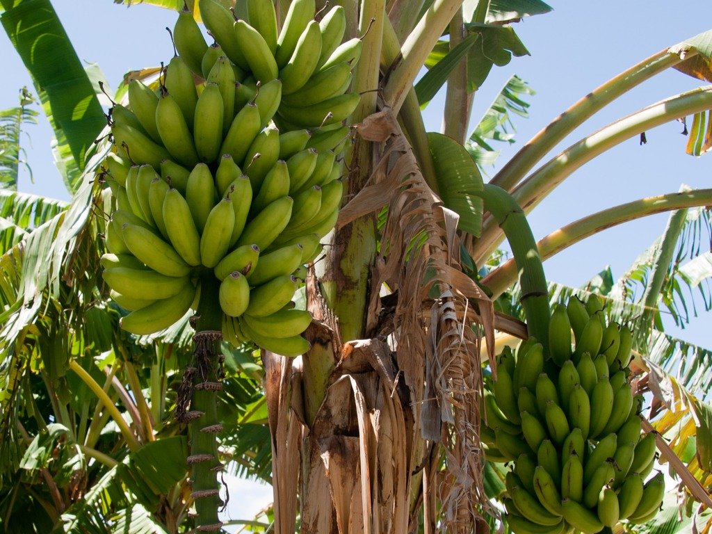 Банан это трава фрукт овощ или ягода. Банановое дерево в Южной Америке. Растение банановое дерево. Банановая Пальма Южной Америки. Бананы экваториальных лесов Африки.