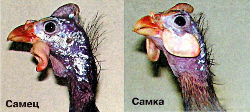 Как выглядят цесарки и чем они отличаются от других птиц (с фото) фото