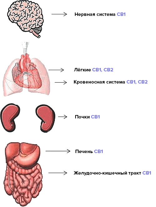 Каннабиноидные рецепторы в органах человека
