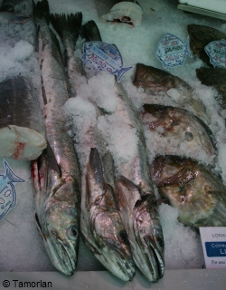 Commercially caught hake