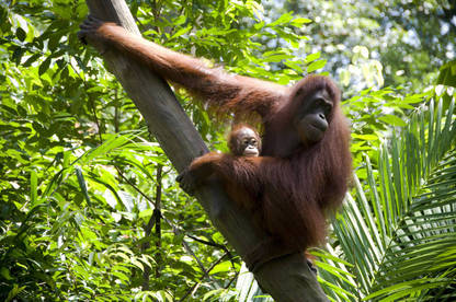 16mar palm oil orang utan