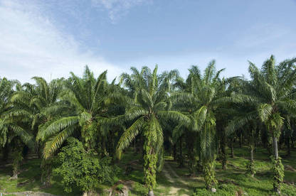 16mar palm oil plantation