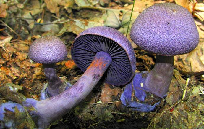 Паутинник фиолетовый относится к категории съедобных грибов