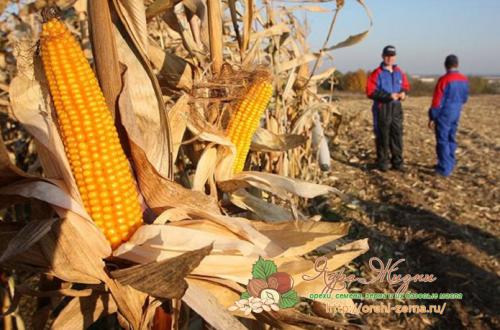 Когда созревает кукуруза в краснодарском крае. Время сбора урожая кукурузы по регионам России