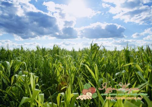 Когда созревает кукуруза в краснодарском крае. Время сбора урожая кукурузы по регионам России