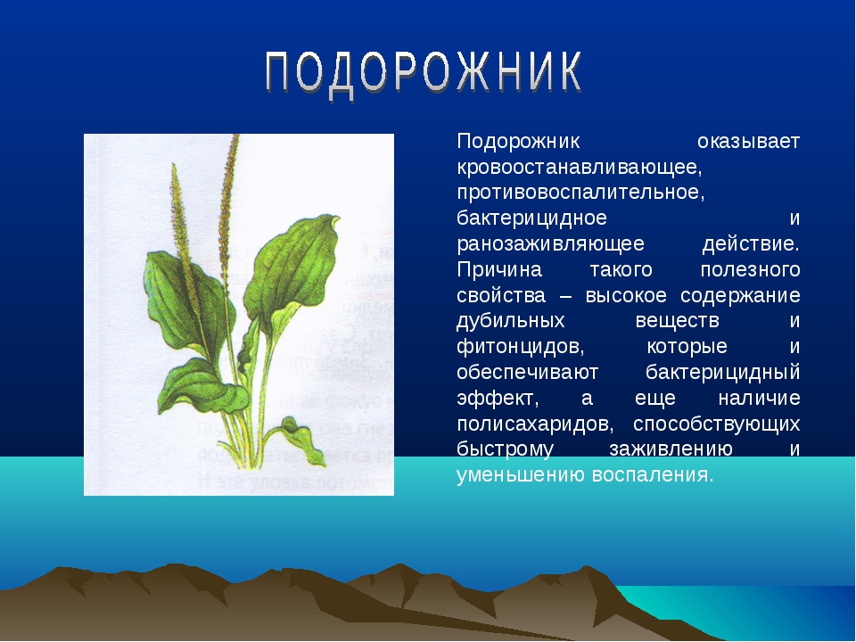 Подорожник по составу. Подорожник описание. Строение подорожника. Подорожник презентация. Подорожник презентация 2 класс.