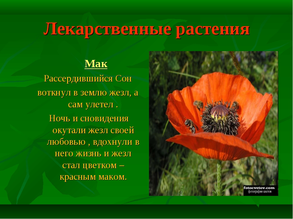 Расскажите про цветок. Мак цветок описание. Рассказ про Мак. Интересные статьи про цветы. Рассказ про растение Мак.