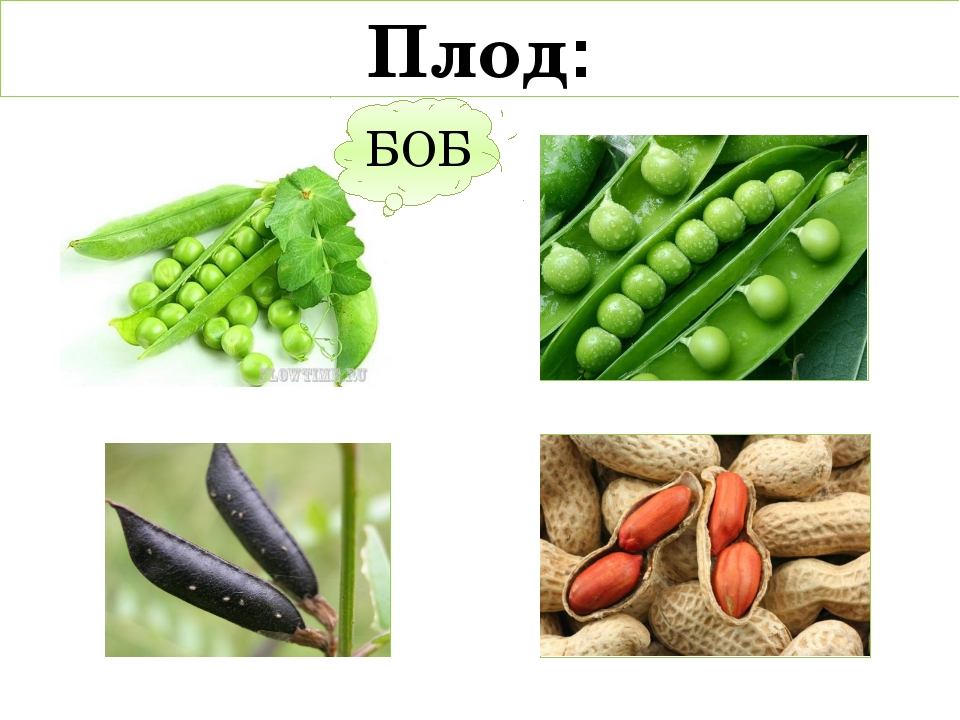 У какого растения образуется плод боб. Семейство бобовые плод. Плод Боб. Бобовые плод Боб. Плод бобовых растений.