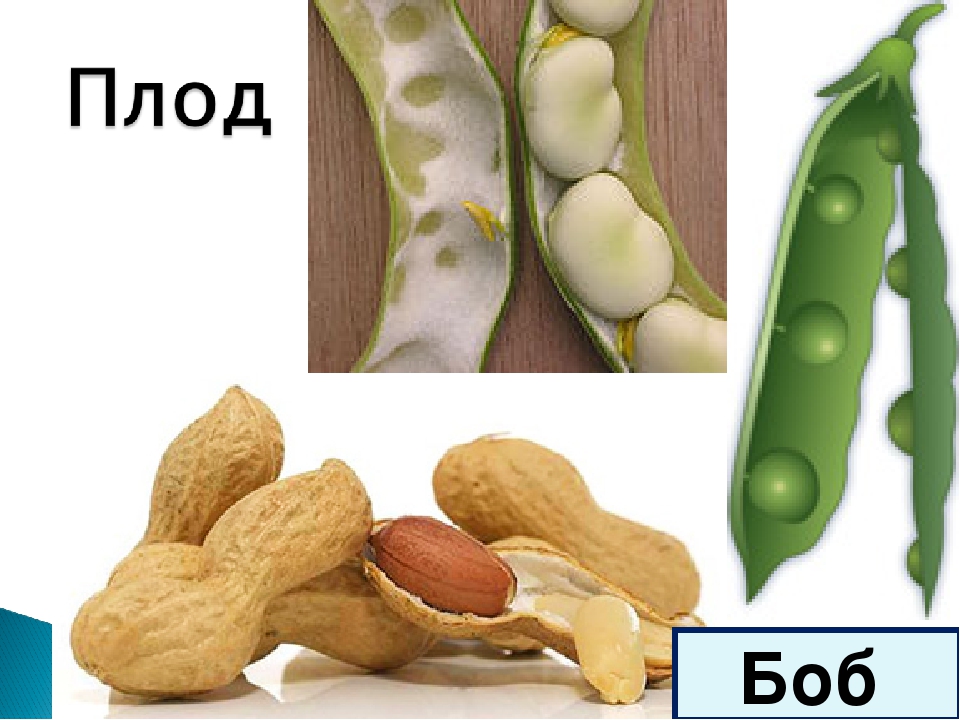 У какого растения образуется плод боб. Плод Боб. Бобовые плод Боб. Плод бобовых растений. Строение плода Боб.