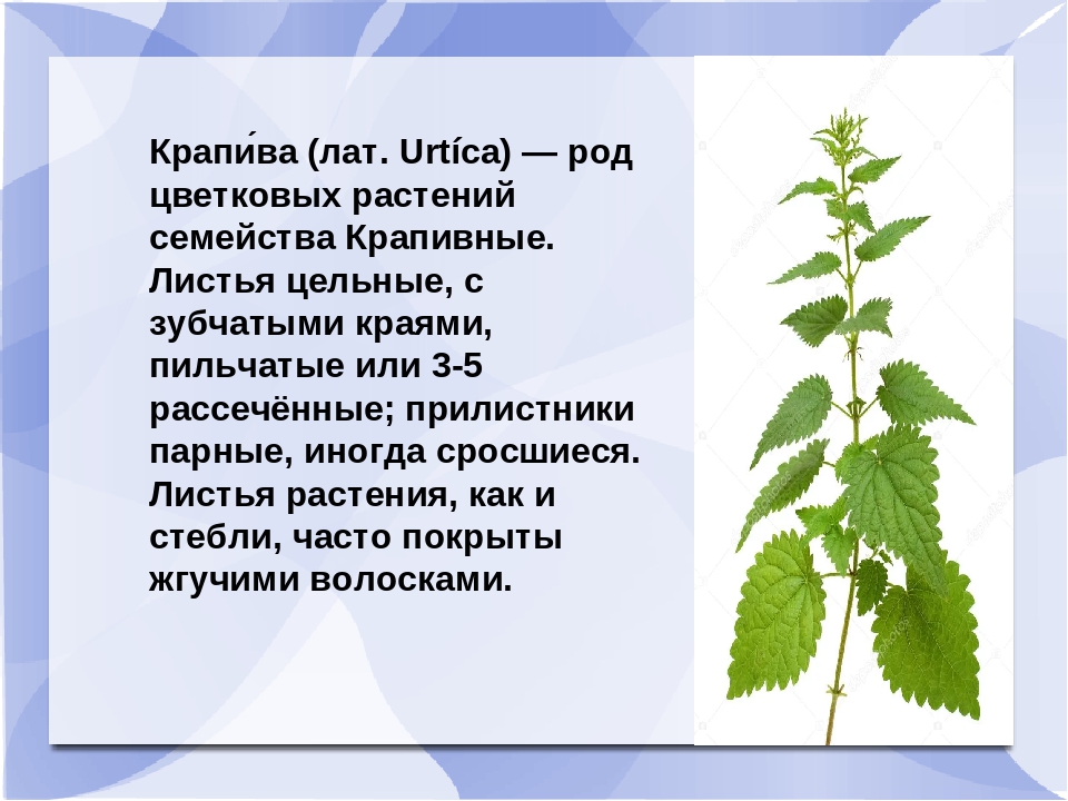 Крапива применение. Крапива двудомная систематика. Крапива двудомная класс семейство. Крапива двудомная лекарственные свойства. Крапива описание.