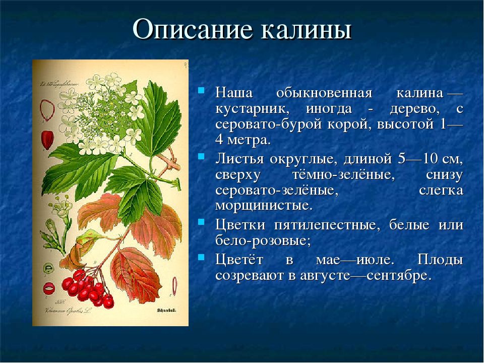 Описание ю ю. Калина это кустарник или дерево 2 класс. Описание калины. Калина обыкновенная описание. Описание калины обыкновенной.