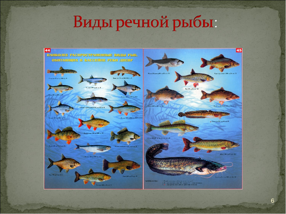 Рыба без буквы. Много Речной рыбы в кантарках. Рыбы в реках для 2 класса. Речные рыбы Новосибирской области. Виды рыб река сухая.