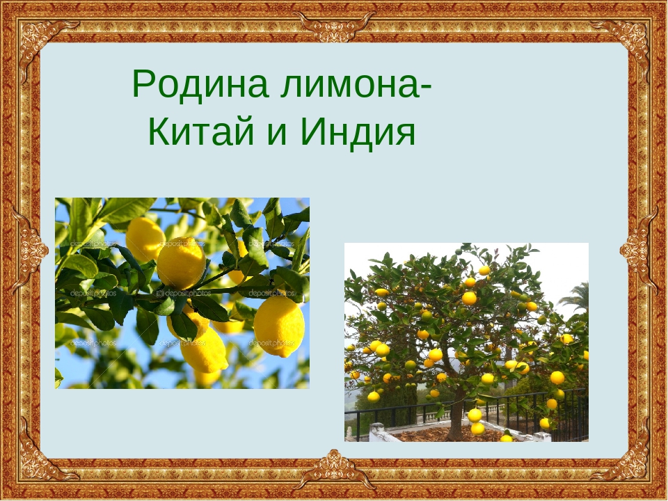 Предложение со словом лимонный. Родина лимона. Лимон для презентации. Лимон Родина растения. Презентация на тему лимон.