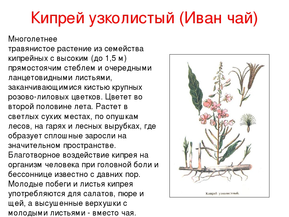 Кипрей свойства и применение. Строение цветка кипрея.