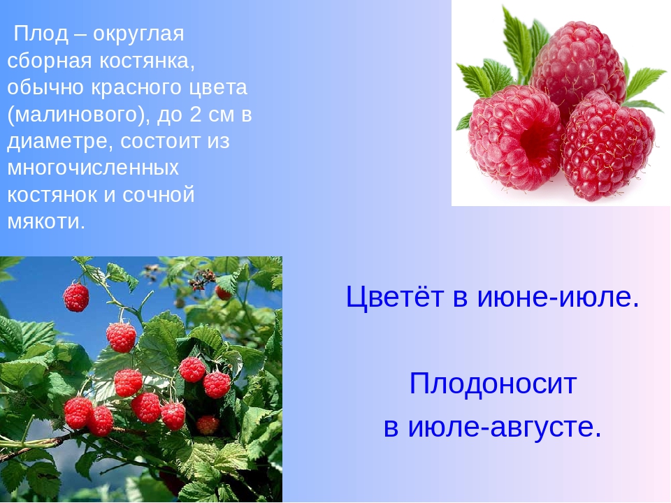 Описание малины. Малина обыкновенная плод. Сборная костянка малины. Малина обыкновенная описание.