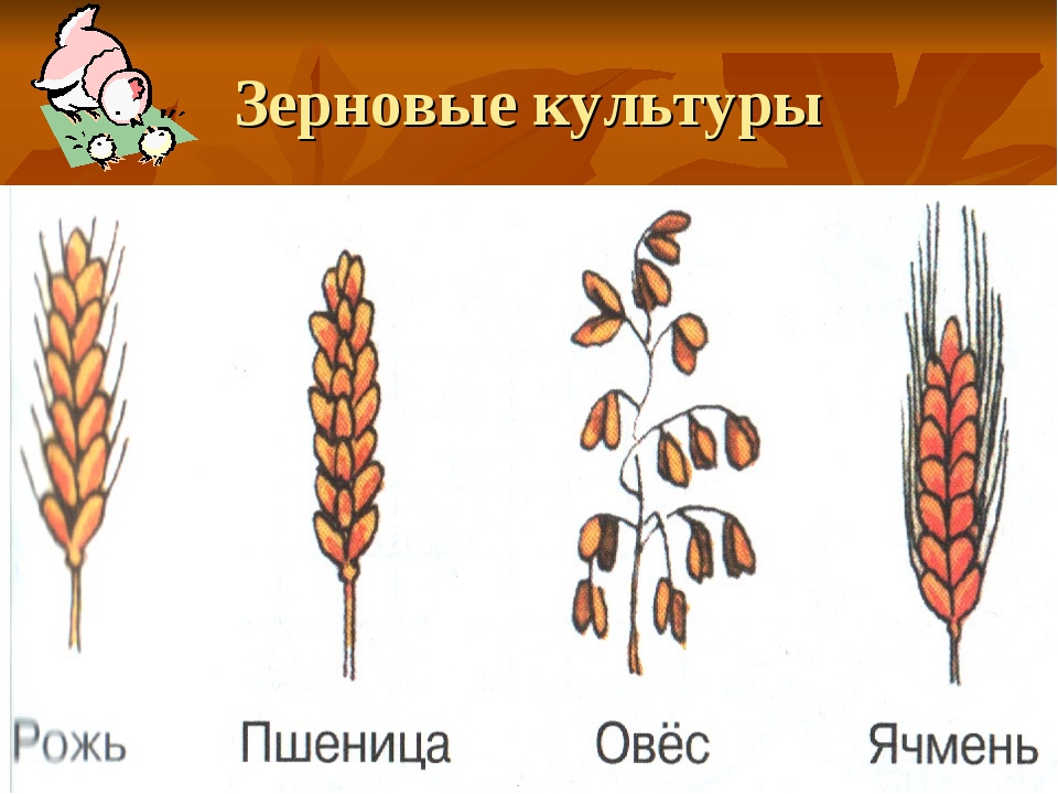 Рис овес ячмень