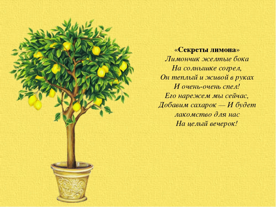 Загадка про лимон. Лимонное дерево проект. Информация о лимонном дереве. Лимон для презентации. Лимонное дерево иллюстрация.