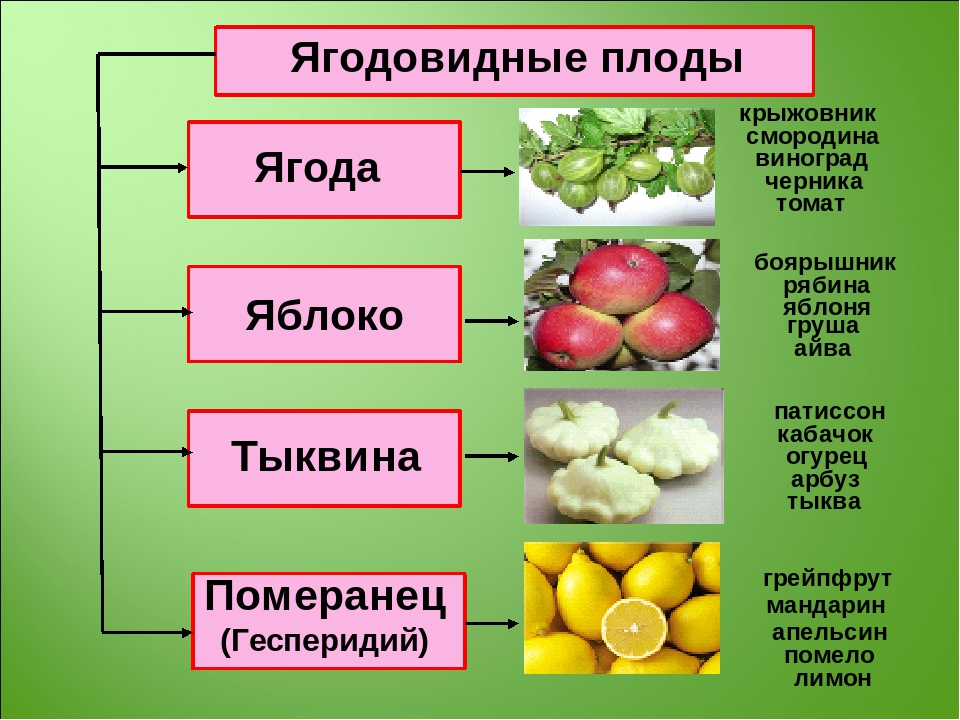 Распределите предложенные растения по группам в зависимости. Ягодовидные плоды. Распространение ягодовидных плодов. Разница между фруктами и ягодами. Различие фруктов и ягод.