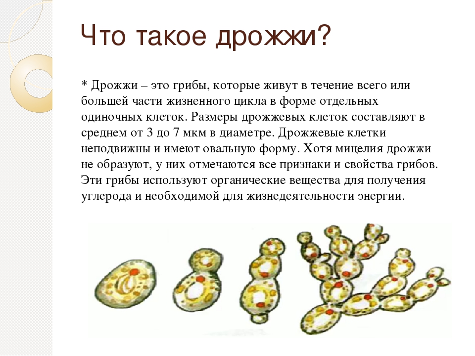 Что такое дрожжи. Характеристика дрожжей грибов. Дрожжи биология. Дрожжевые грибы 5 класс биология. Одноклеточные грибы дрожжи кратко.