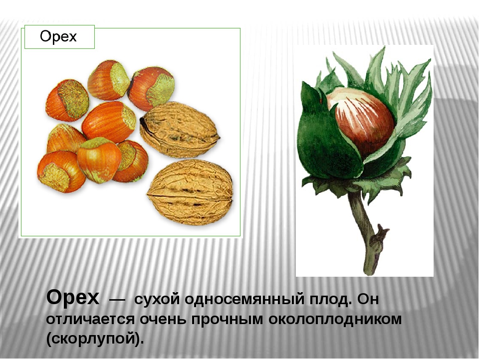 Орех плод виды. Грецкий орех сухой односемянный плод. Строение плода орех. Орех примеры плодов. Строение фундука.