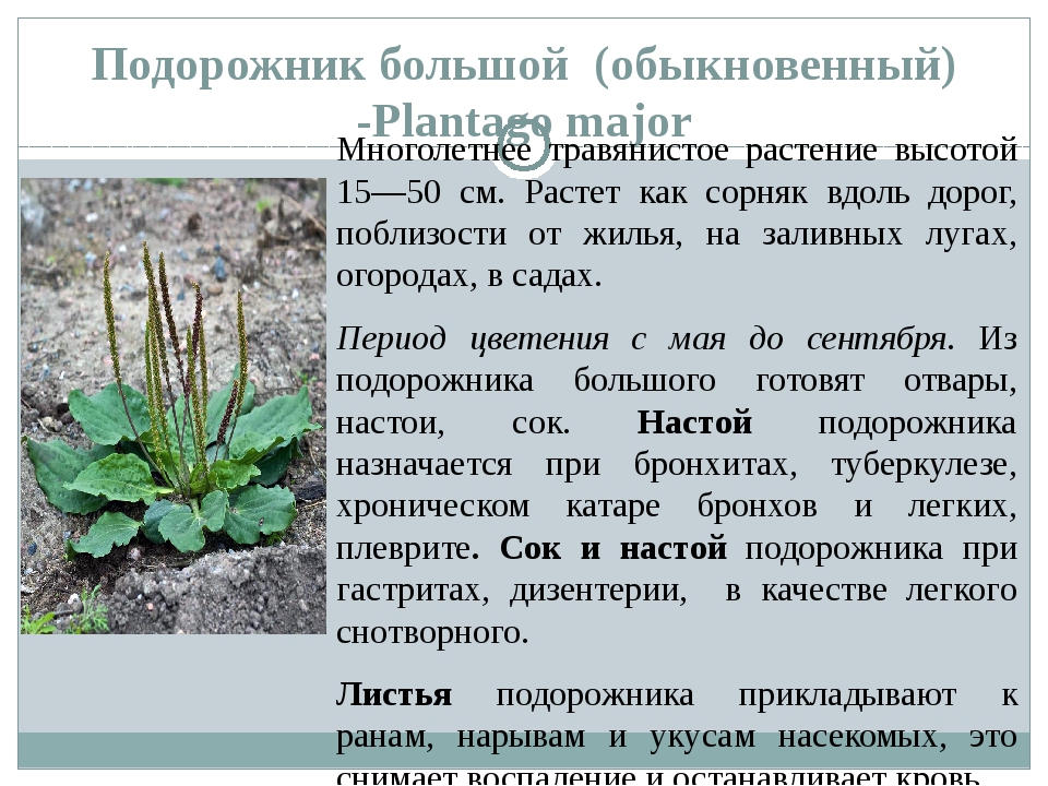 Подорожник действие. Подорожник обыкновенный описание растения. Подорожник однолетнее или многолетнее. Подорожник описание. Подорожник большой описание.