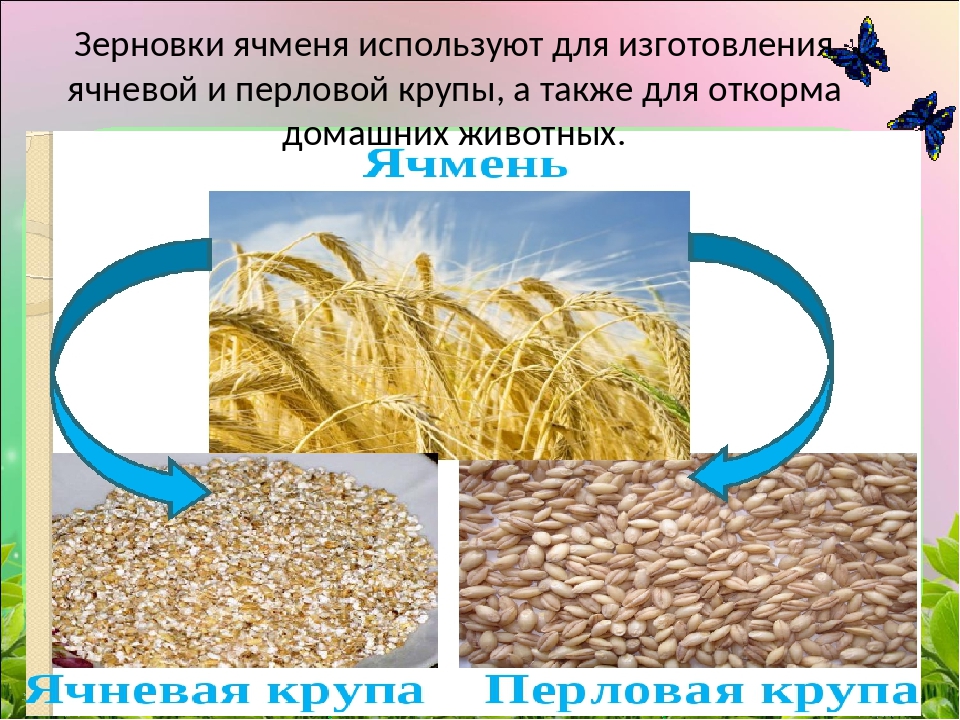 Ячневая из какого зерна делается