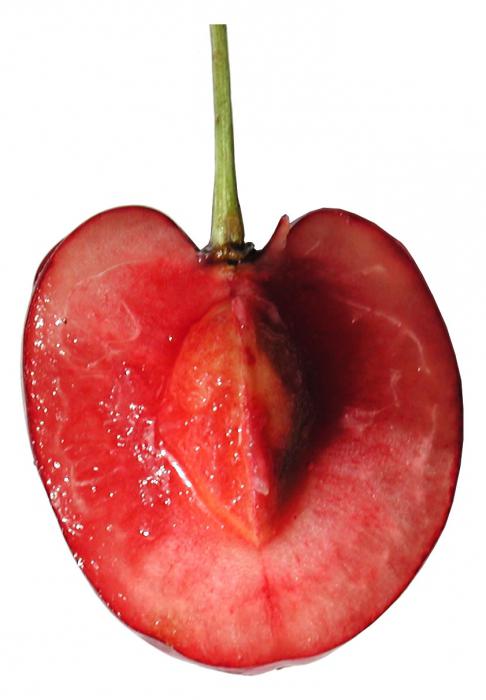 вишня это ягода или фрукт