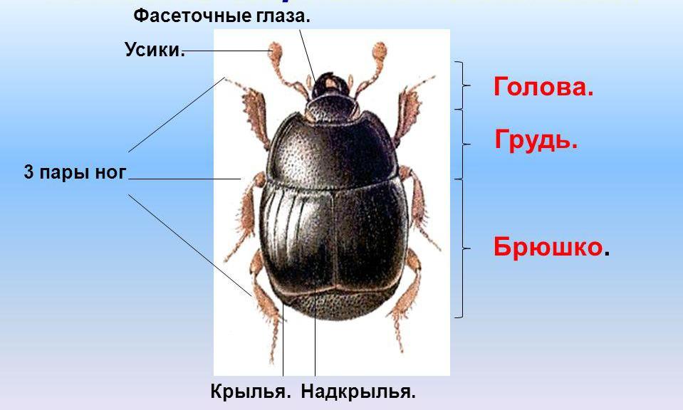 насекомое, внешнее строение