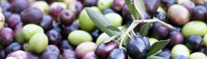 оливки это фрукт или ягода 