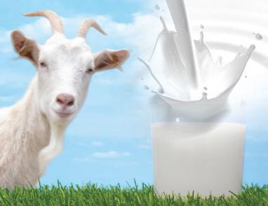 состав козьего и коровьего молока