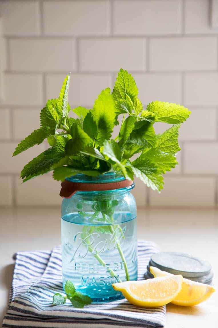a lemon balm plant in a mason jar with lemon slices on a blue napkin