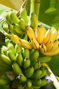 Калорийность, питательная ценность и химический состав бананов - инфографика
